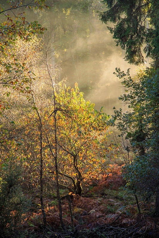 Misty Autumn Woodland - Autumn
