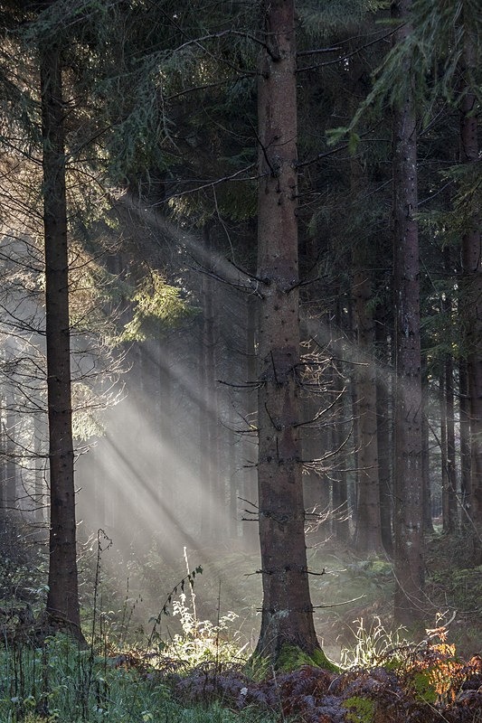 Light Beams - Autumn