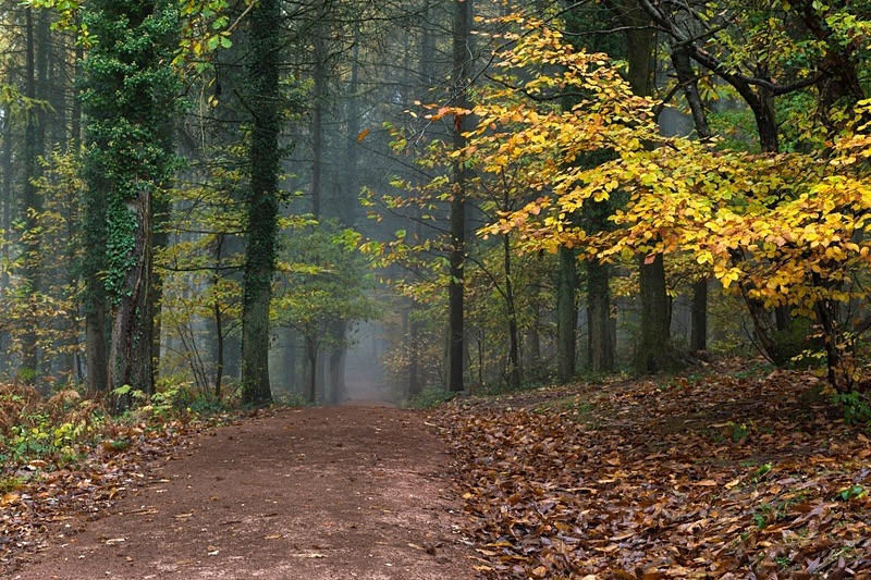 Into the Mist - Autumn