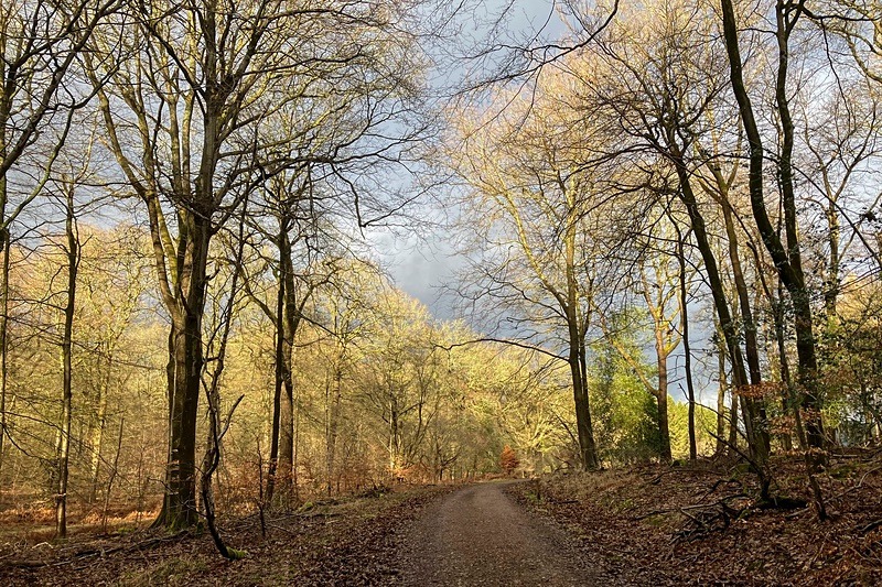 A Winters walk in the forest. - Winter