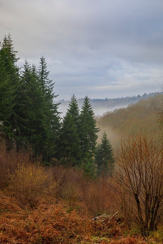 Ten Acre Woods No 4 - Winter