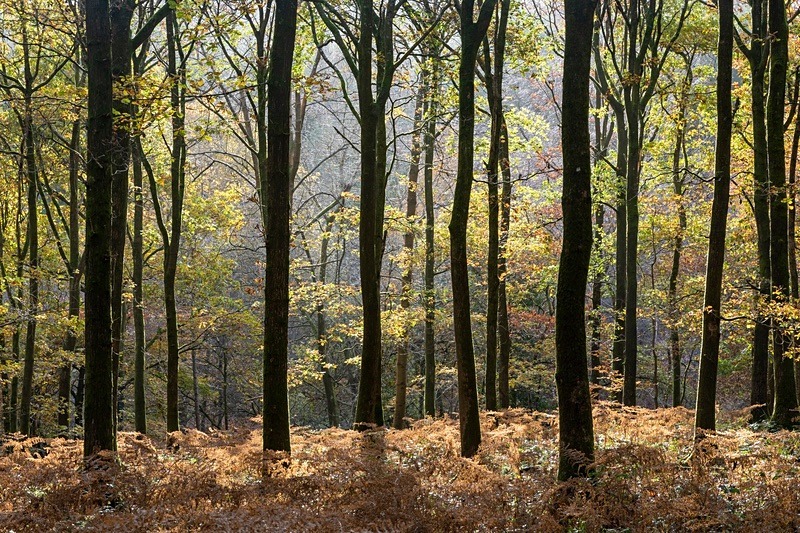Autumn Sunlight - Autumn