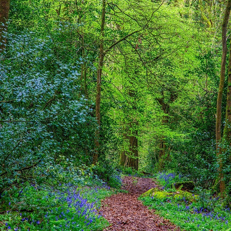Bluebells in Codora Woods - Square Canvas