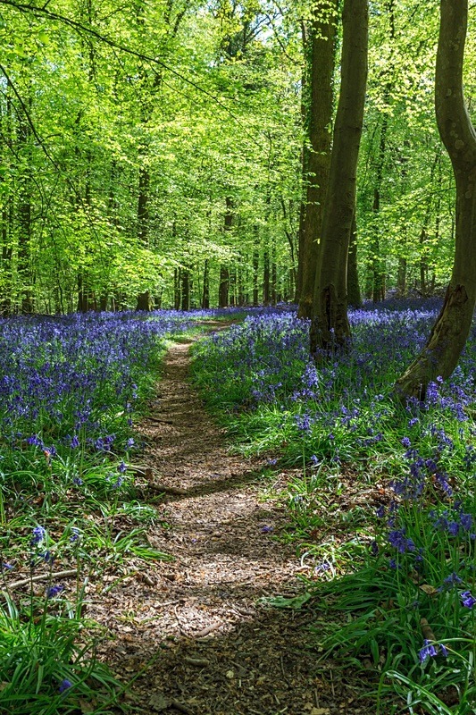 Bluebells at Bradley Hill - Spring