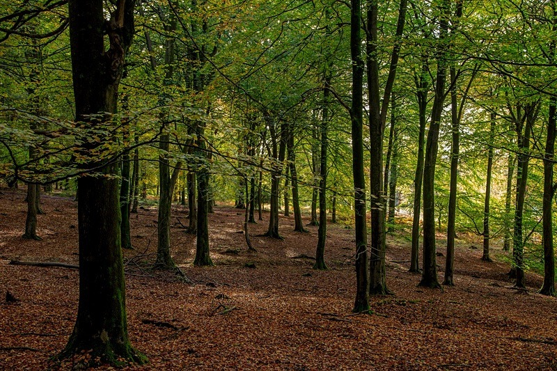 Autumn Beech Woods - Autumn