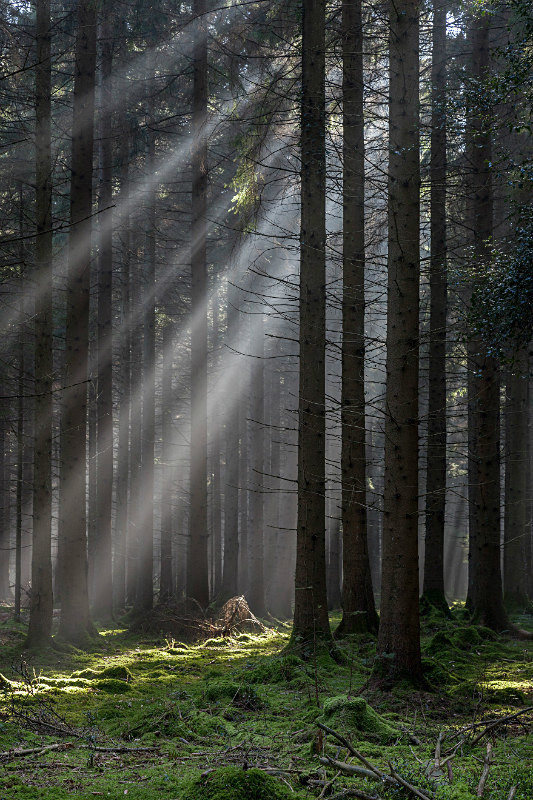 Woodland Light Beams