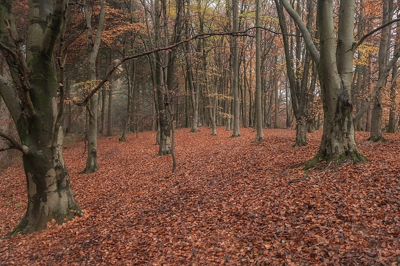 Autumn Splendour - Autumn