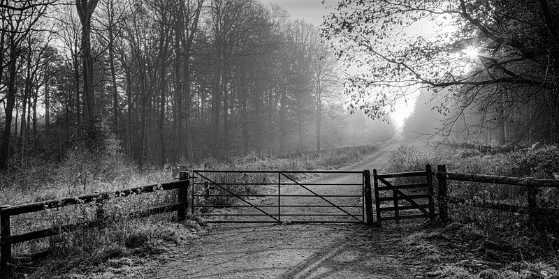 Shining Through - Panoramic Canvas