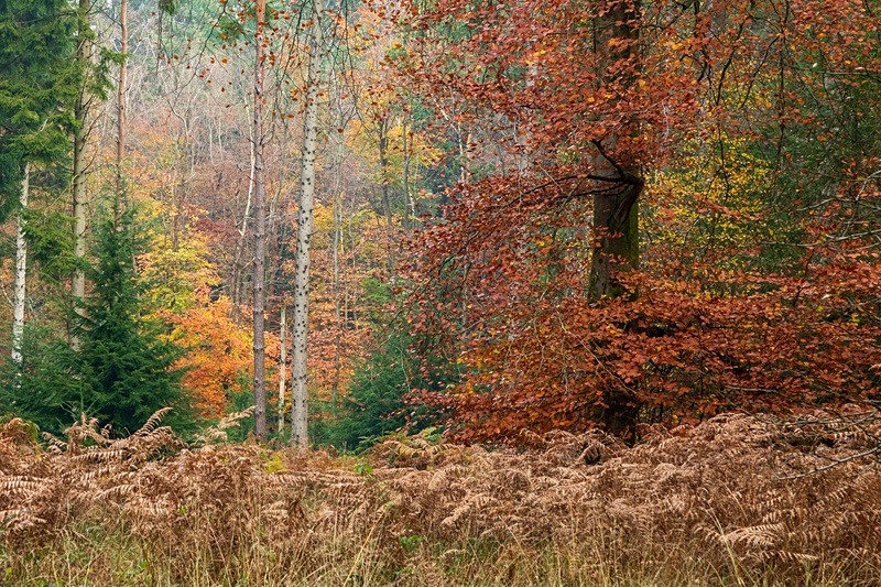 Autumn Leaf Peeping - Autumn