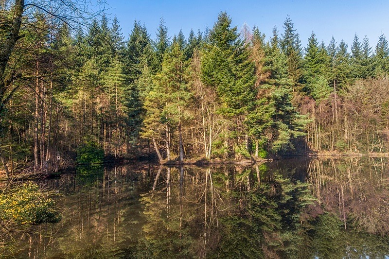 Spring Reflections - Spring