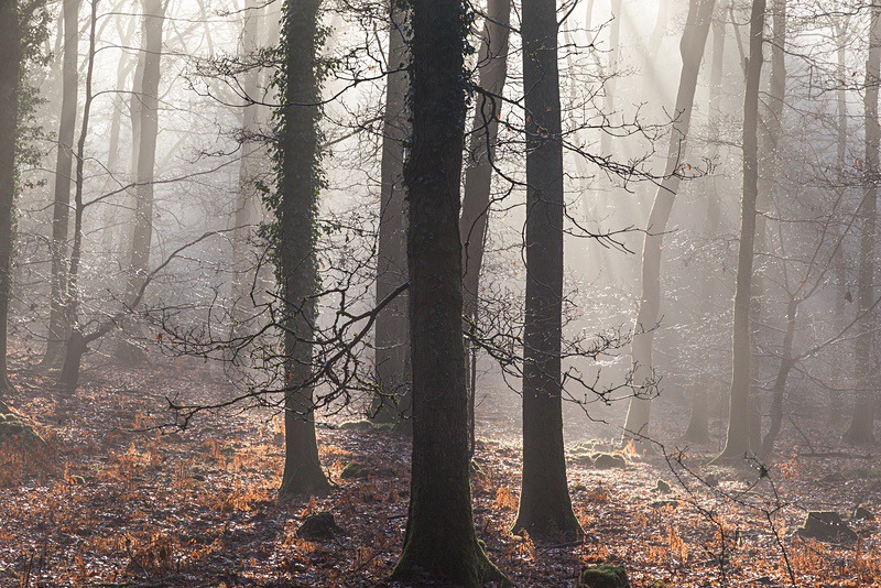 Winter Sunrays - Winter