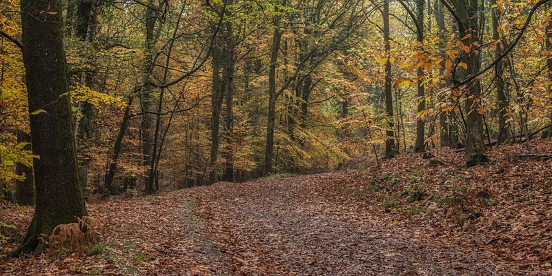 Autumn Panorama - Panoramic Canvas
