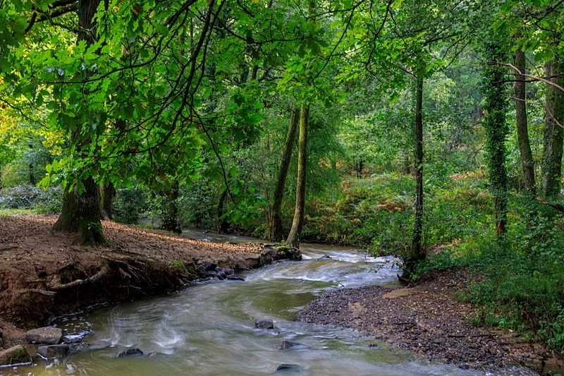 Early Autumn Brook No.2 - Autumn