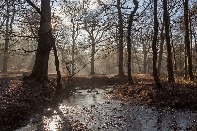 Winter at Backpool Brook - Winter