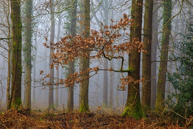 Ten Acre Woods No 3 - Winter