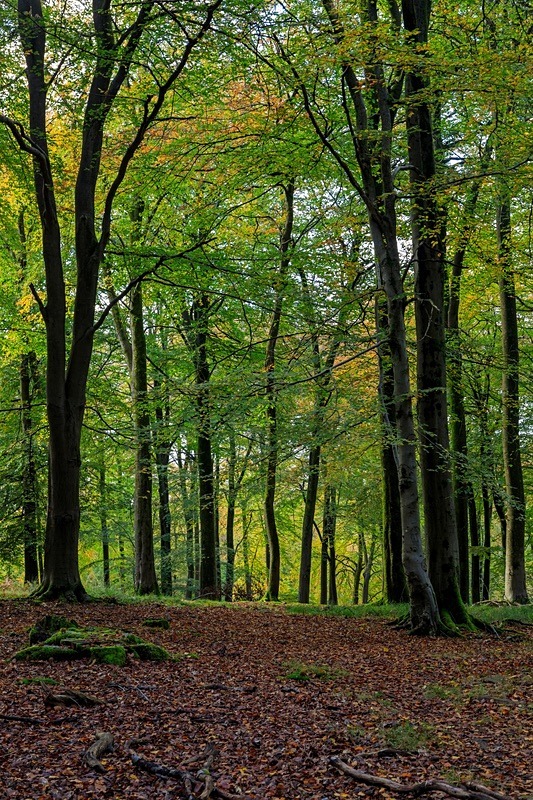 Along the Ridge - Autumn