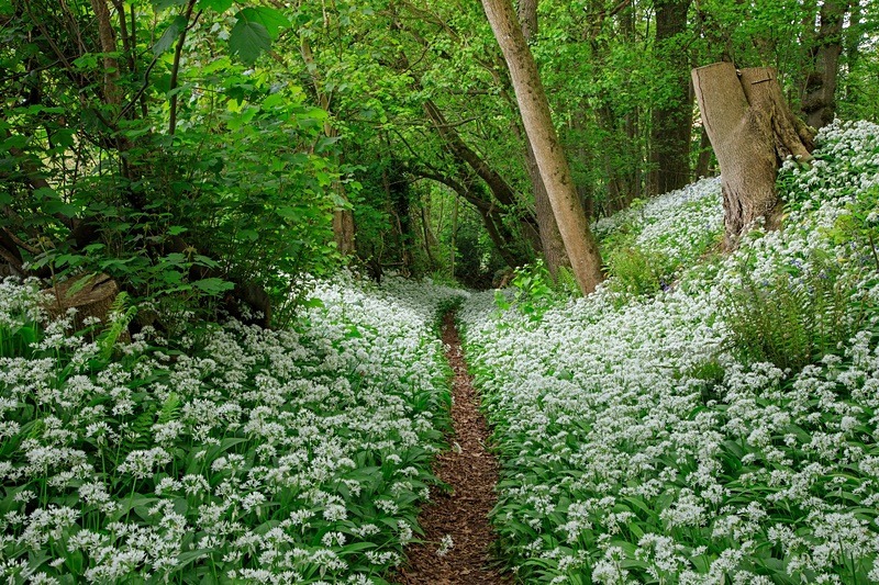 Cadora Woods - Spring