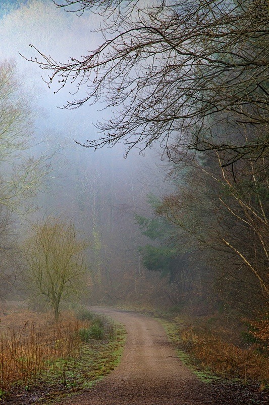 Ten Acre Woods No 5 - Winter
