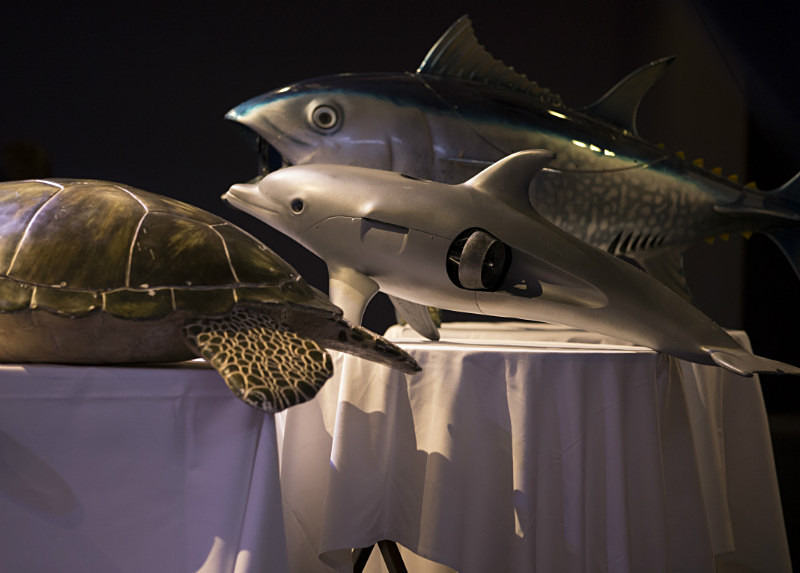 Rob Pilley (Spy in the Pod) Whalefest 2014 - Images from the 'Spy in the Pod' Innovative filming presentation at Whalefest 2014 in Brighton