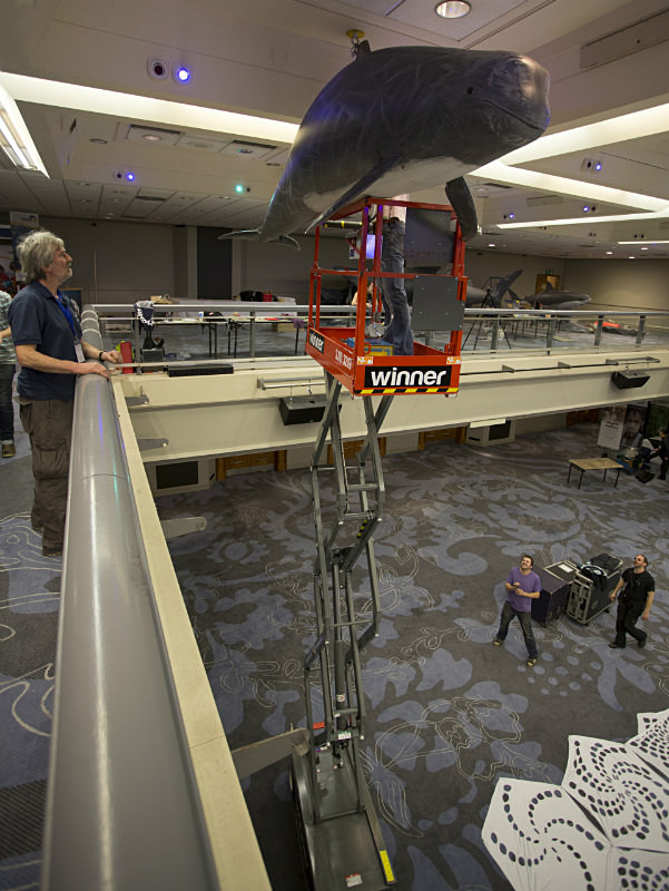 Luke on cherry picker attaching a Rissos to the ceiling. Whalest 2014 - Images from 'Behind the scenes' at Whalefest 2014 in Brighton