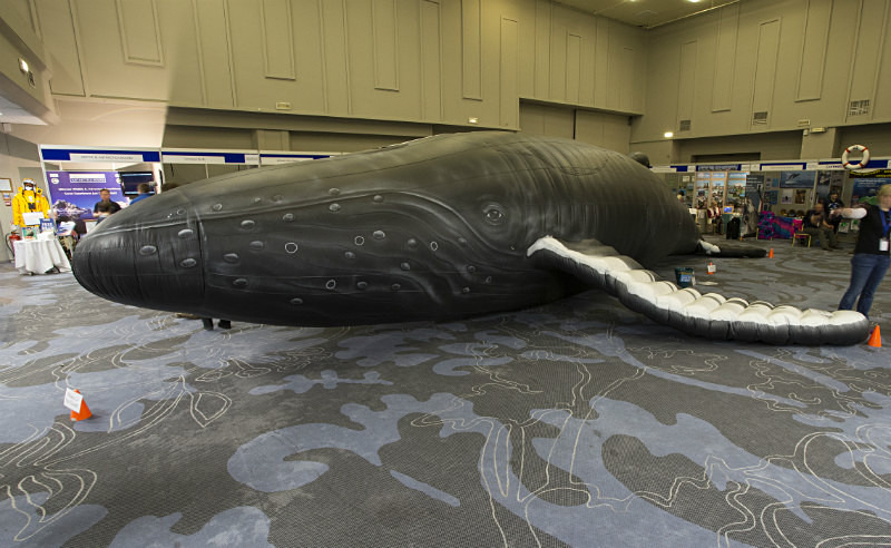 Nile the Humpback volunteer, Whalefest 2014 - The dedicated volunteers of Whalefest in Brighton (the real heroes from Whalefest)