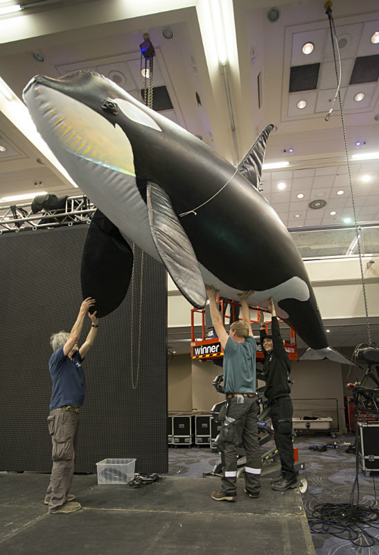 Whalefest main stage Orca arrives - Images from 'Behind the scenes' at Whalefest 2014 in Brighton