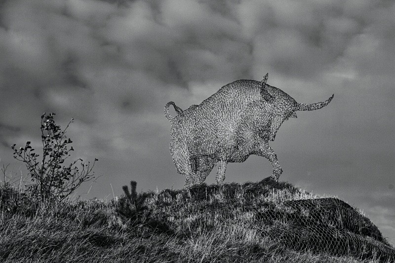 Tain bull