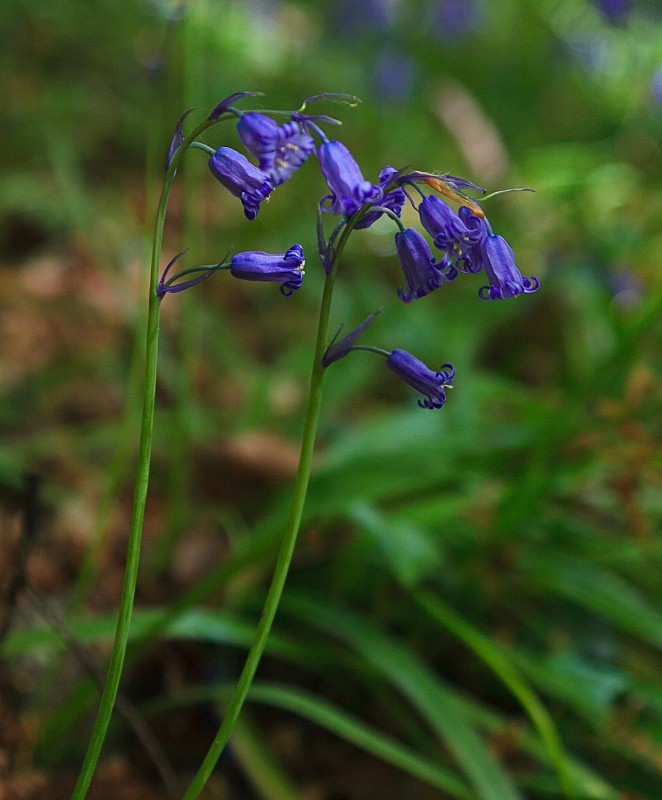 Фиалка jolly blue bells фото и описание