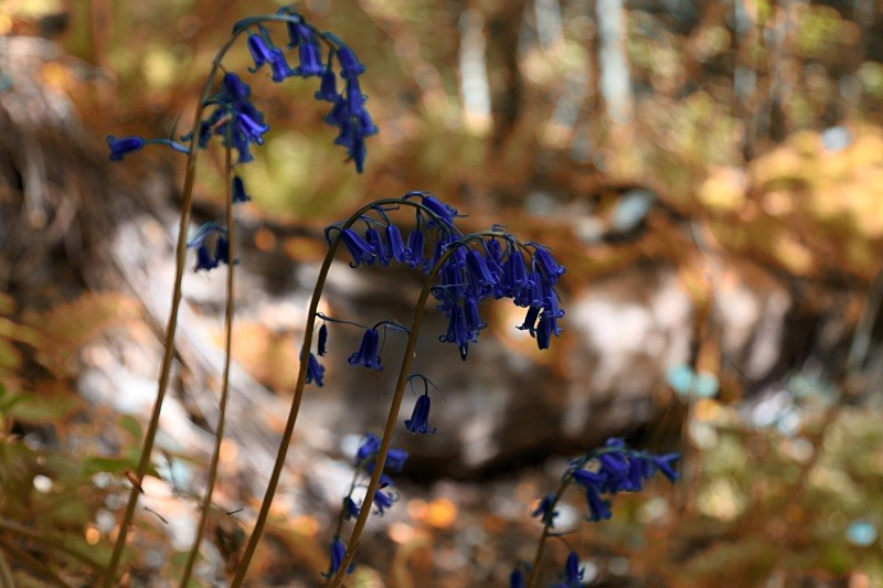Blue Bells