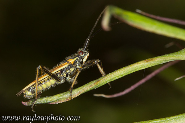 MPAA-6998 - Identity Parade