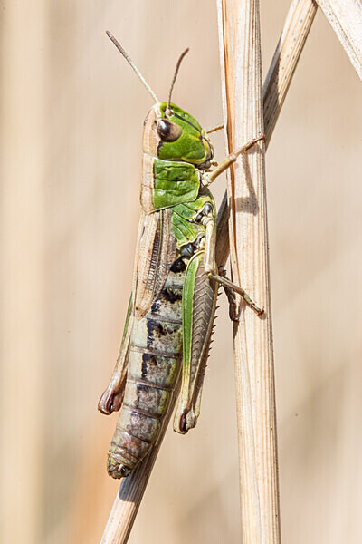 080718-8317 - Allotment Safari 2019