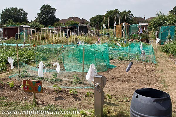 RLP-7921 - Allotment Competition 2013