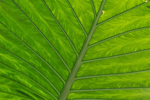  - Kew Gardens 2015