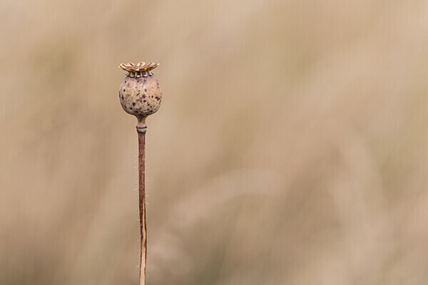 080718-9351 - Allotment Safari 2019