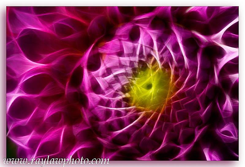 1557 Dahlia - Floral Allotment