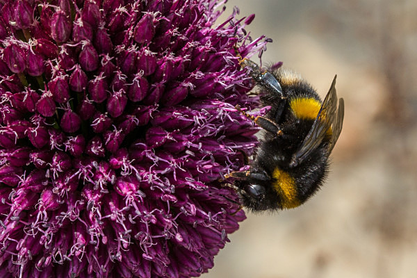 090717-6735 - Allotment Safari 2018