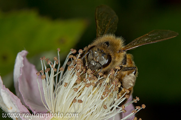 MPAA--4 Honey Bee on Blackberry Flower - Allotment Wildlife