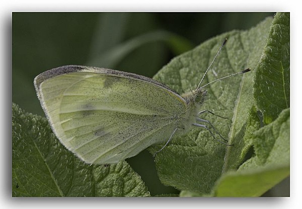 5414 cabbage white - Butterflies and Moths