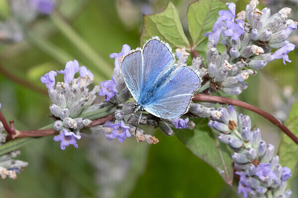080718-4753 - Allotment Safari 2019