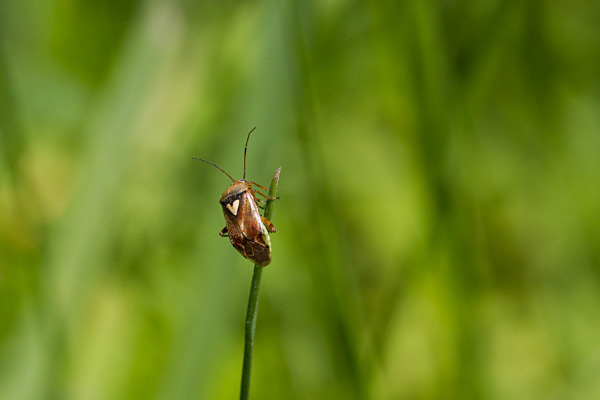 070518-3947 - Allotment Safari 2018