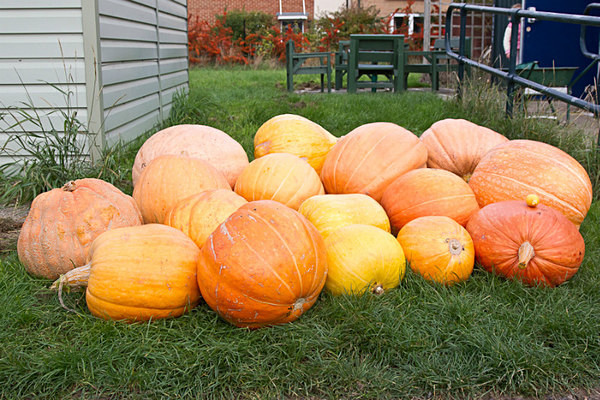 RLP-0601 - Pumpkin Competition 2015