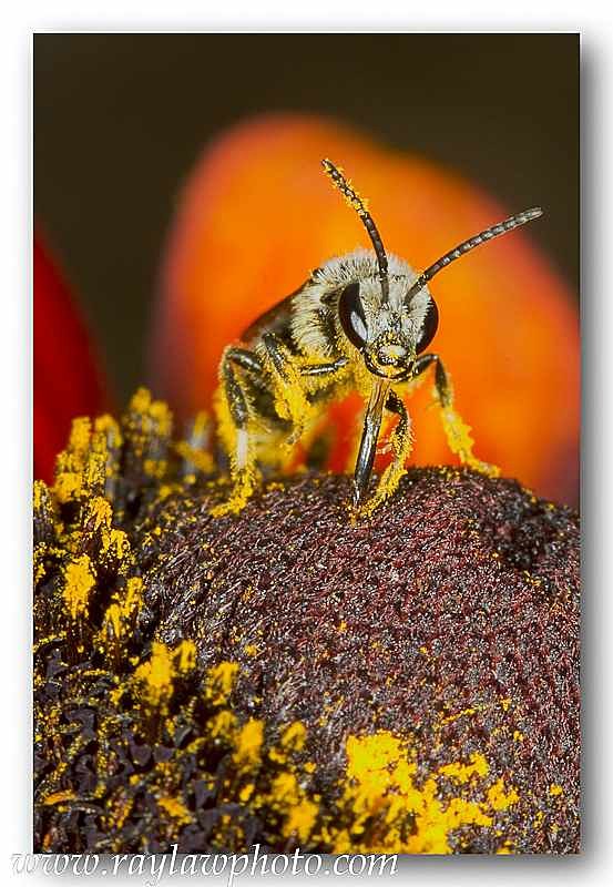 1731 bee - Allotment Wildlife