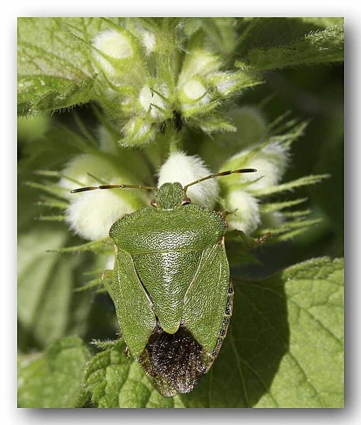 5114 bug 1 - Identity Parade