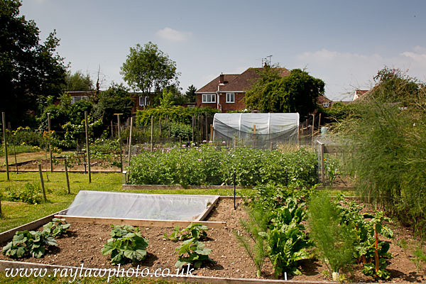 RLP-7870 - Allotment Competition 2013