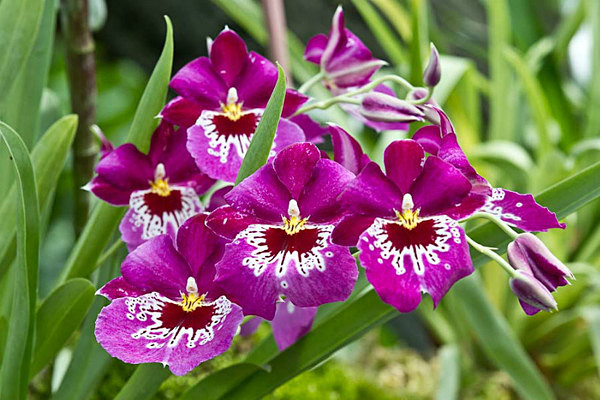  - Kew Gardens 2015