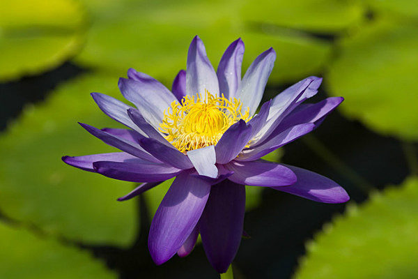  - Kew Gardens 2015