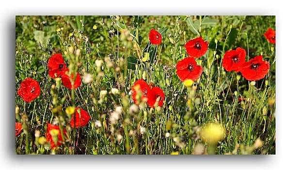 AA 3347 Poppies - Floral Allotment
