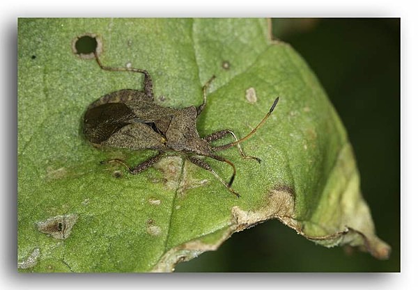 2606  Dock Bug (Coreus Marginatus) - Allotment Wildlife