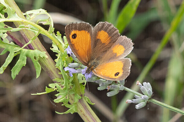 080718-4861 - Allotment Safari 2019