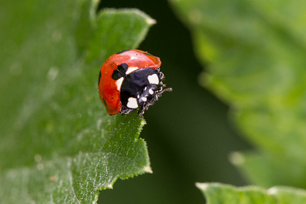 090717-6824 - Allotment Safari 2018